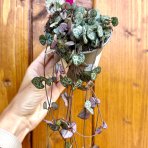Lampášik (Ceropegia woodii) - Ø 10 cm, kont. P11 